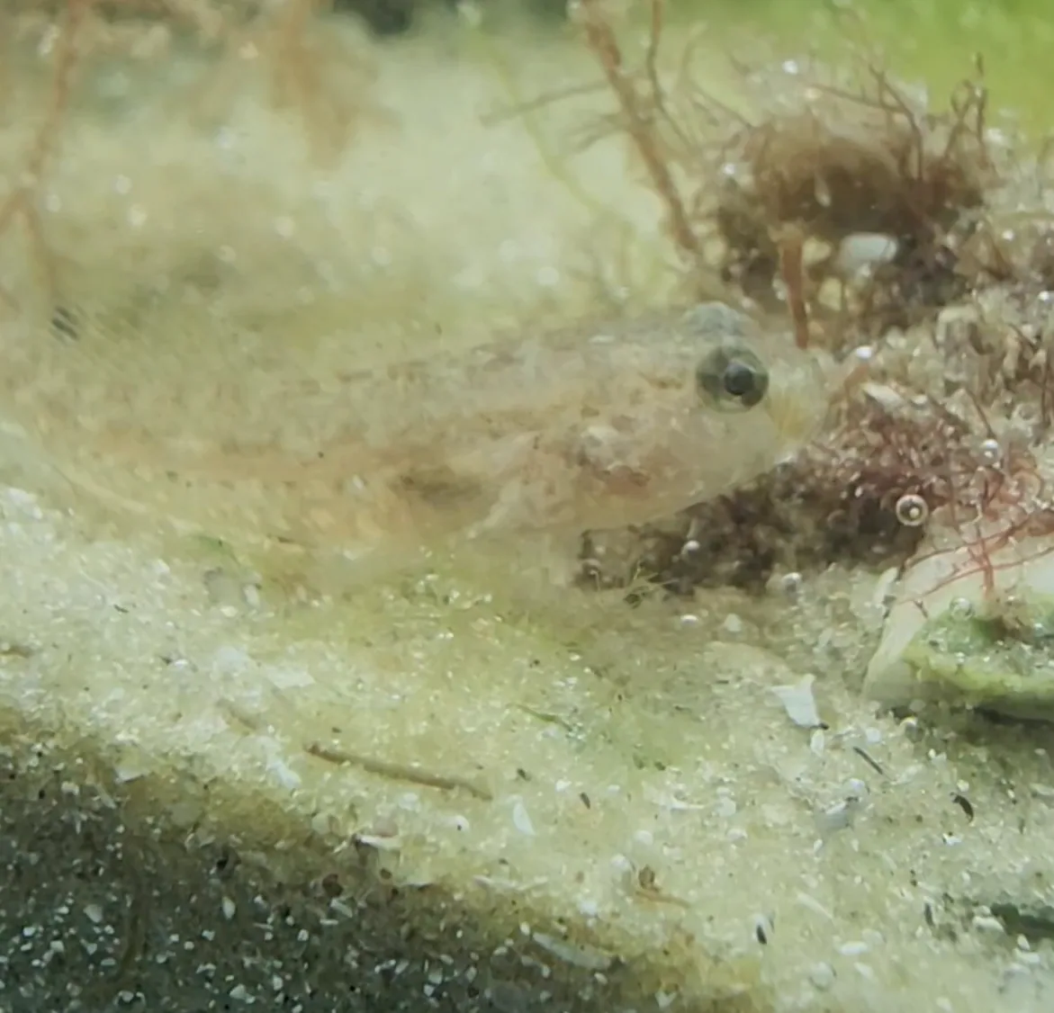 Naked Goby