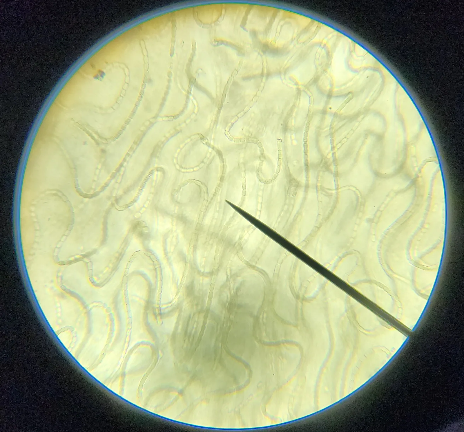 Nostoc