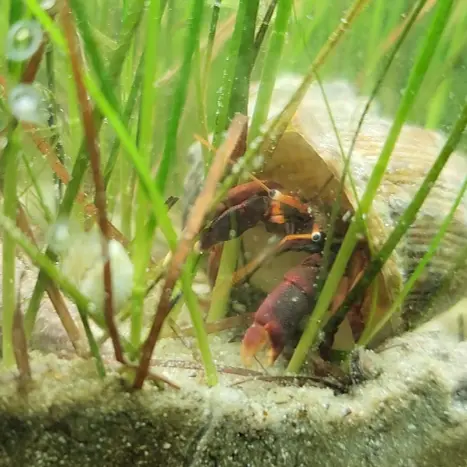 Primary species profile image for Orangeclaw Hermit Crab (Calcinus tibicen) in miniBIOTA.