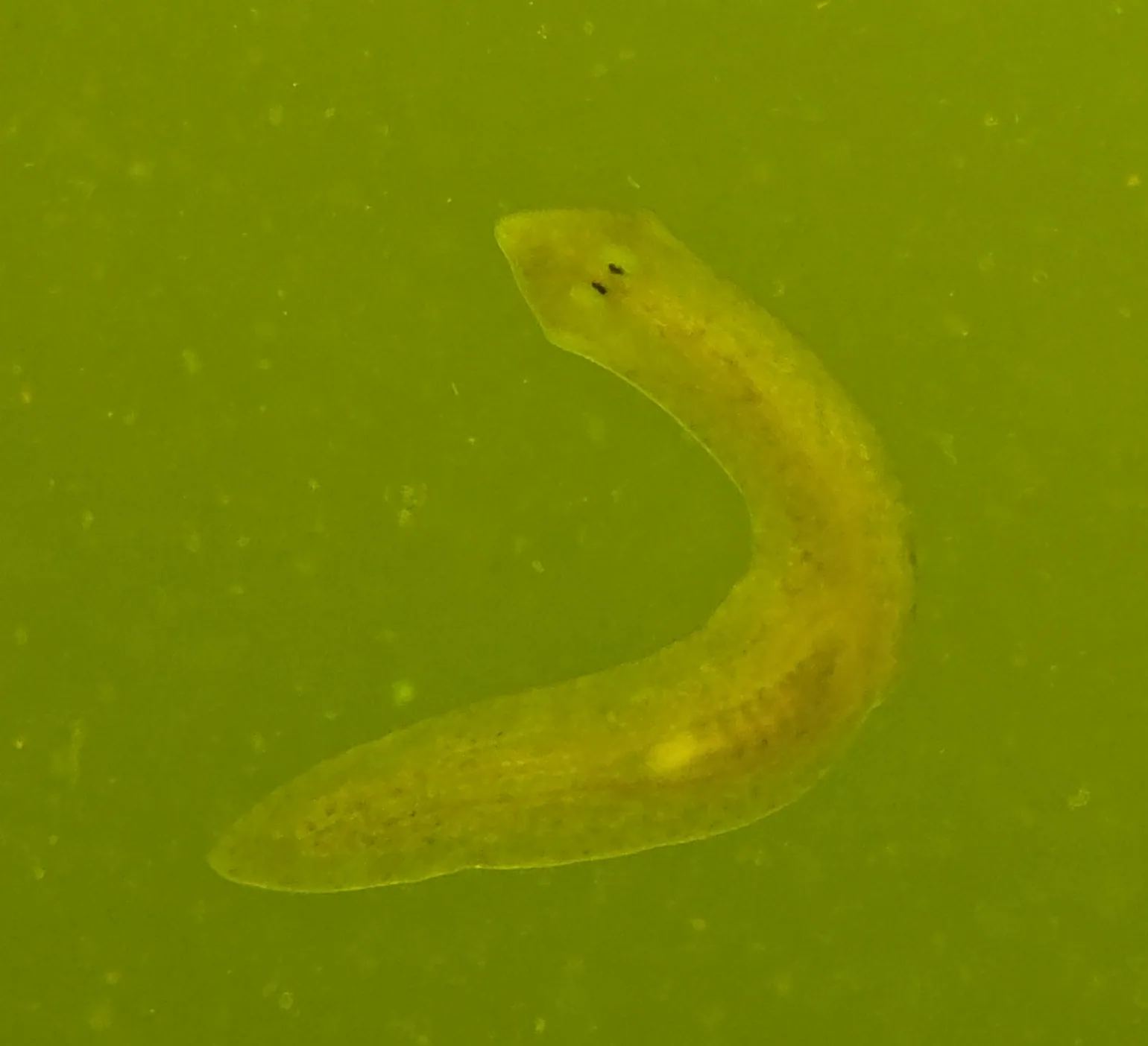 Planaria