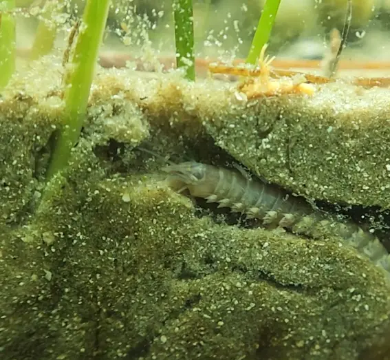 Primary species profile image for Ragworm (Alitta succinea) in miniBIOTA.