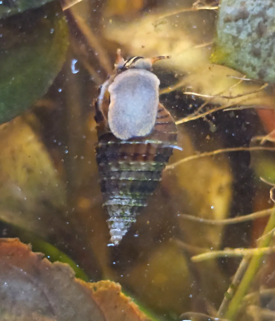 Rasp Elimia