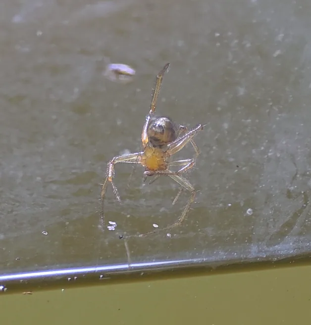Red House Spider