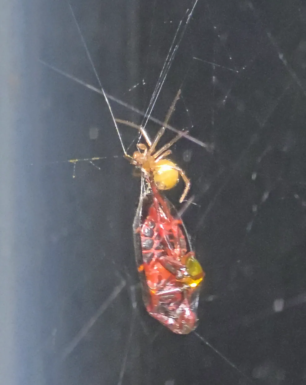 Red House Spider