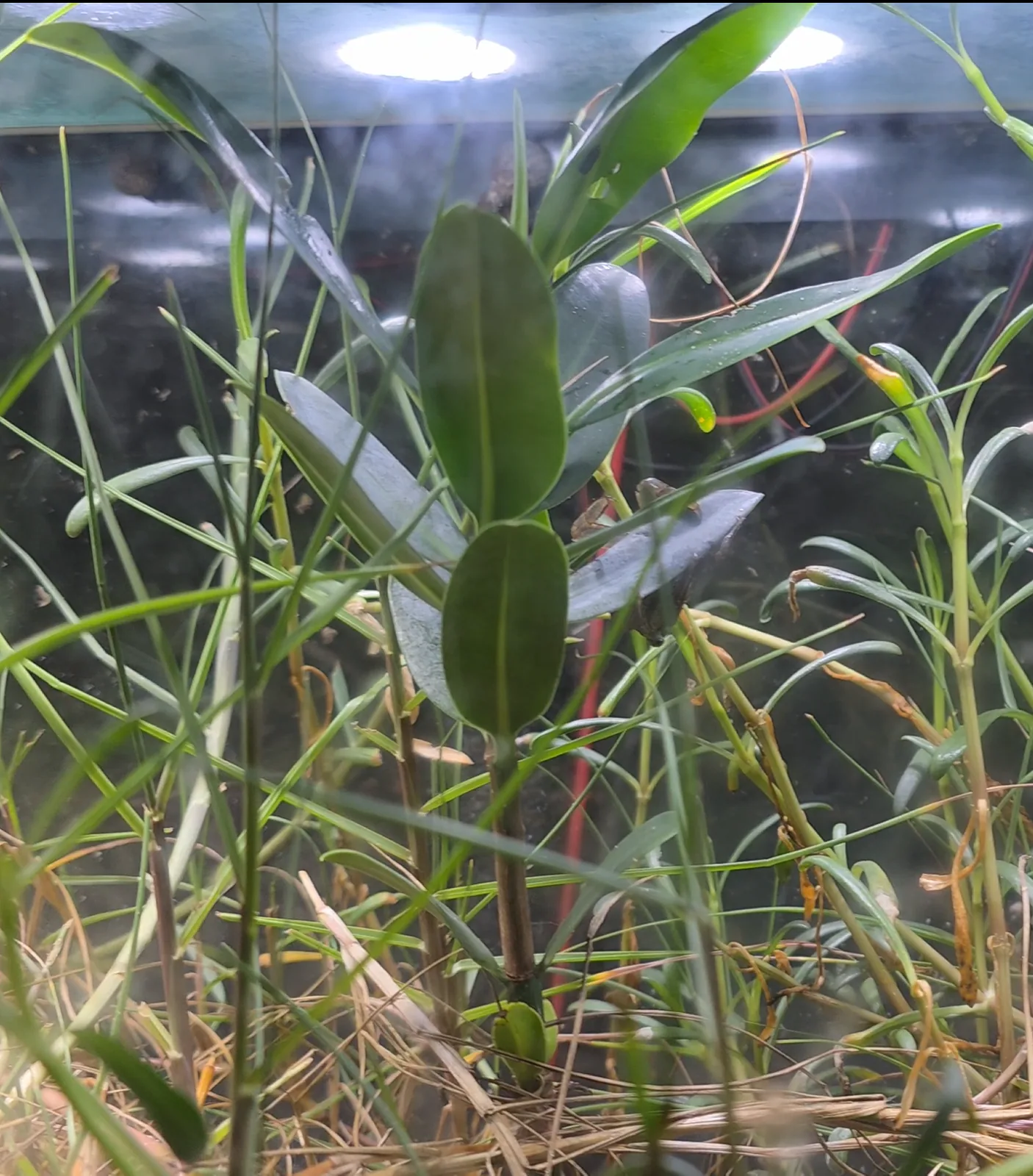 Red Mangrove