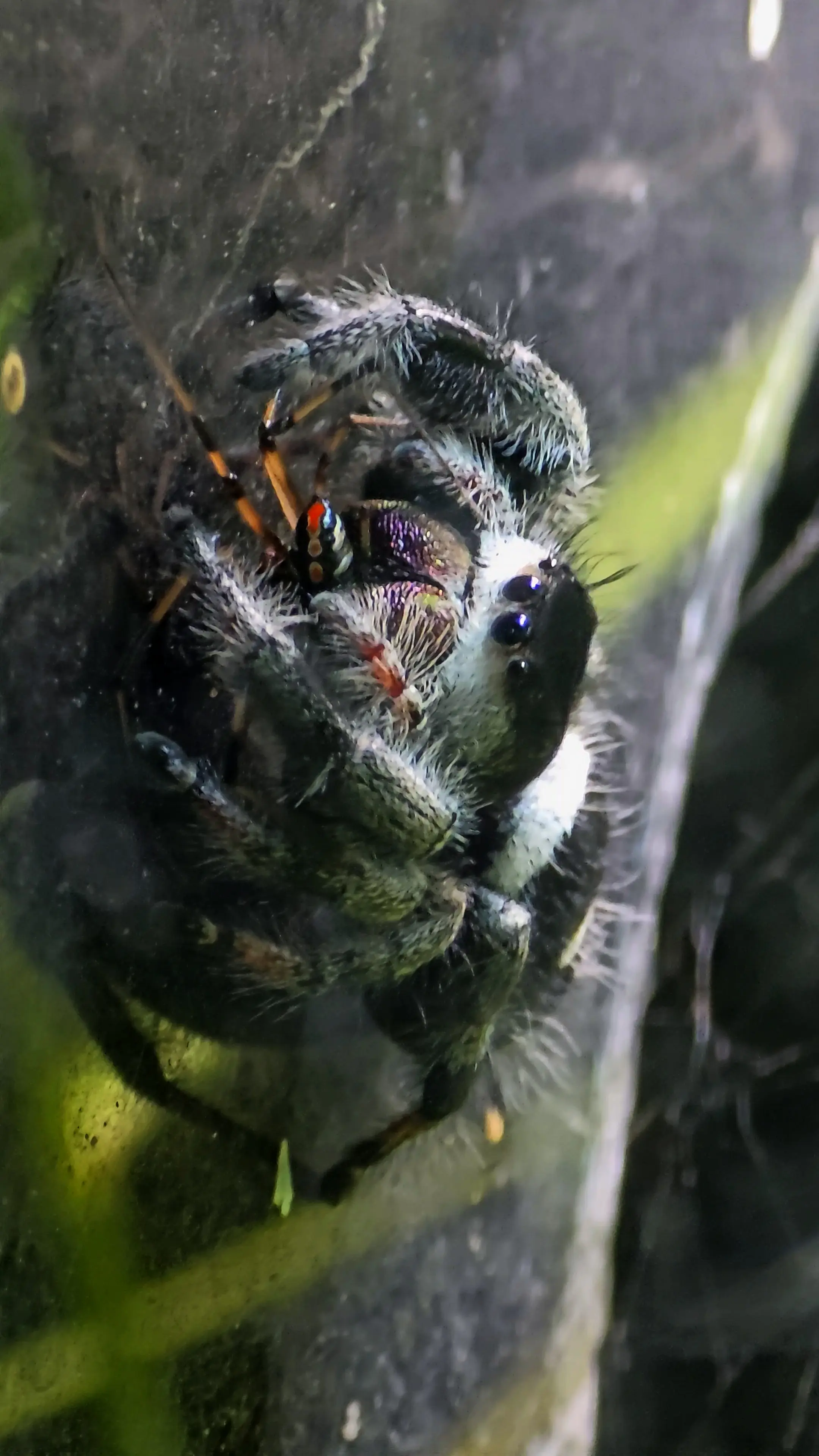 Primary species profile image for Regal Jumping Spider (Phidippus regius) in miniBIOTA.