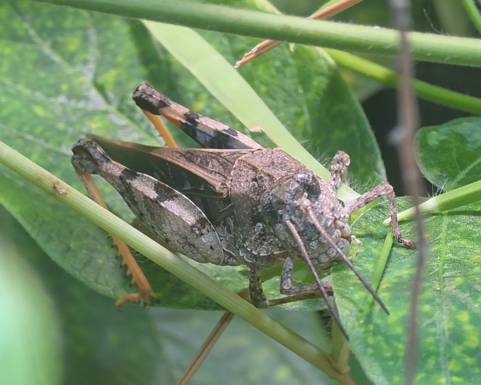 Ridgeback Sand Grasshopper