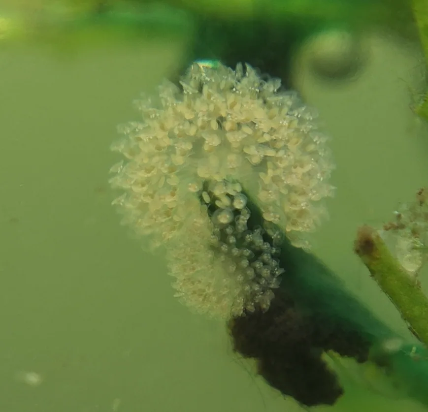 Rotifer