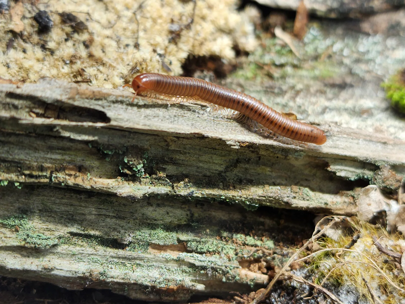Rusty Millipede