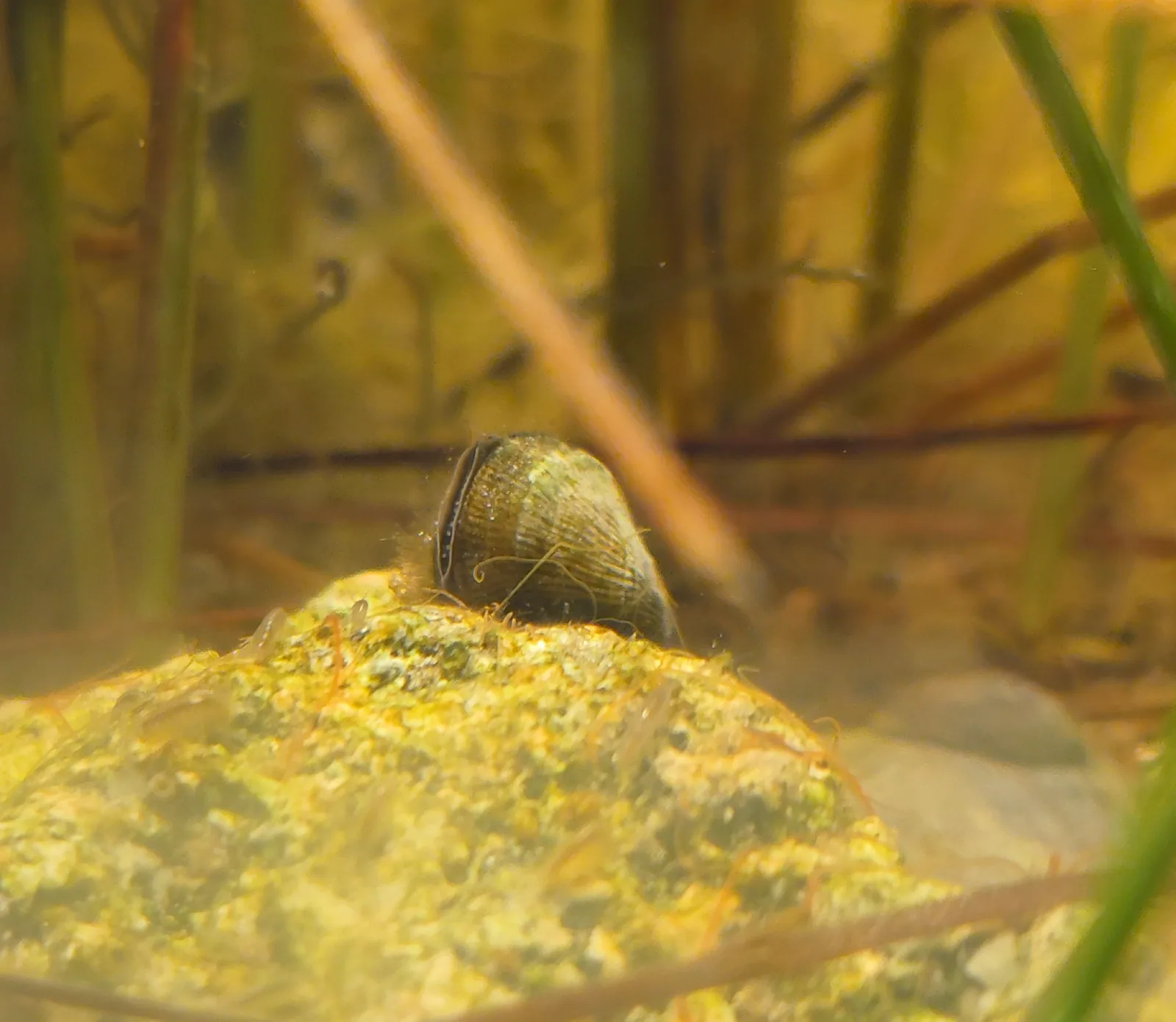 Scorched Mussel