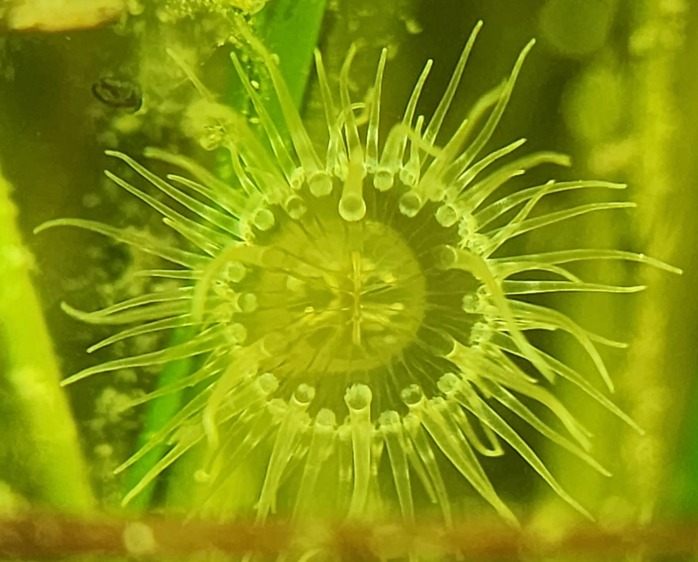 Primary species profile image for Sea Anemone (family Diadumenidae) in miniBIOTA.