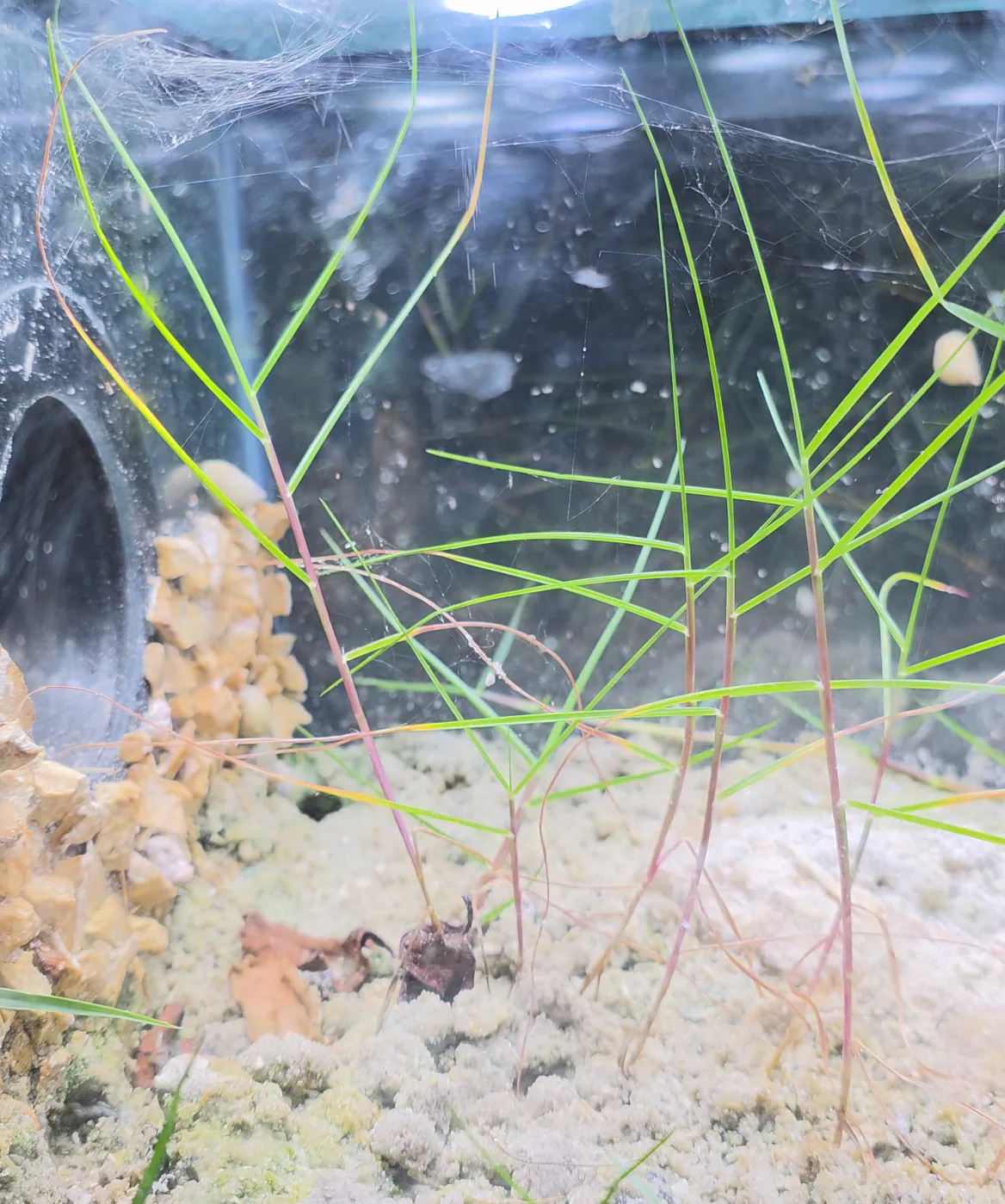 Seashore Paspalum