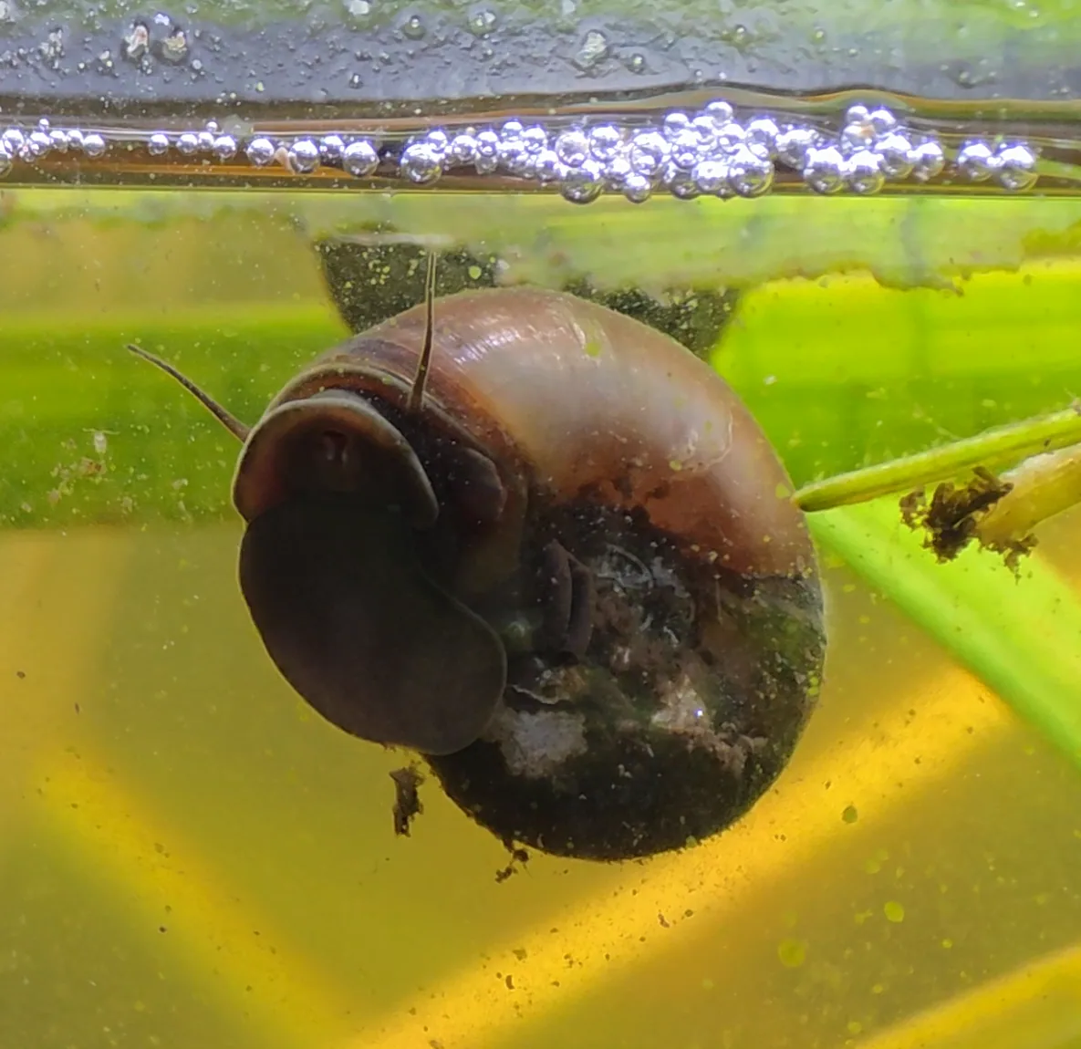 Seminole ramshorn snail at the waterline, seen through green-tinted aquarium glass.
