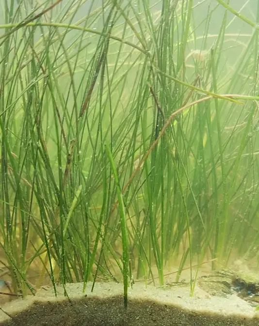 Primary species profile image for Shoal grass (Halodule wrightii) in miniBIOTA.