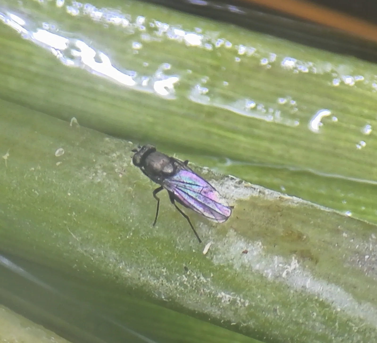 Shore Fly