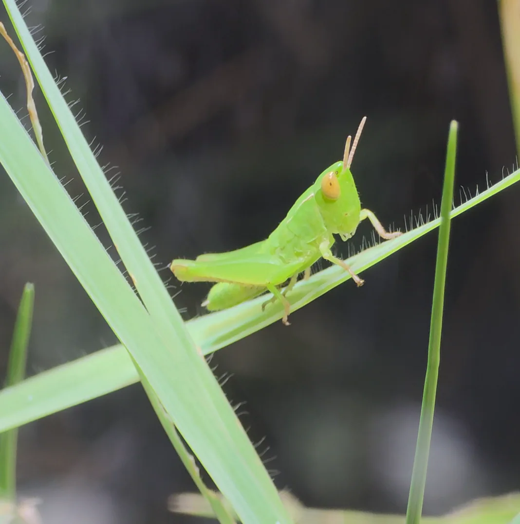 Short-winged Green Grasshopper