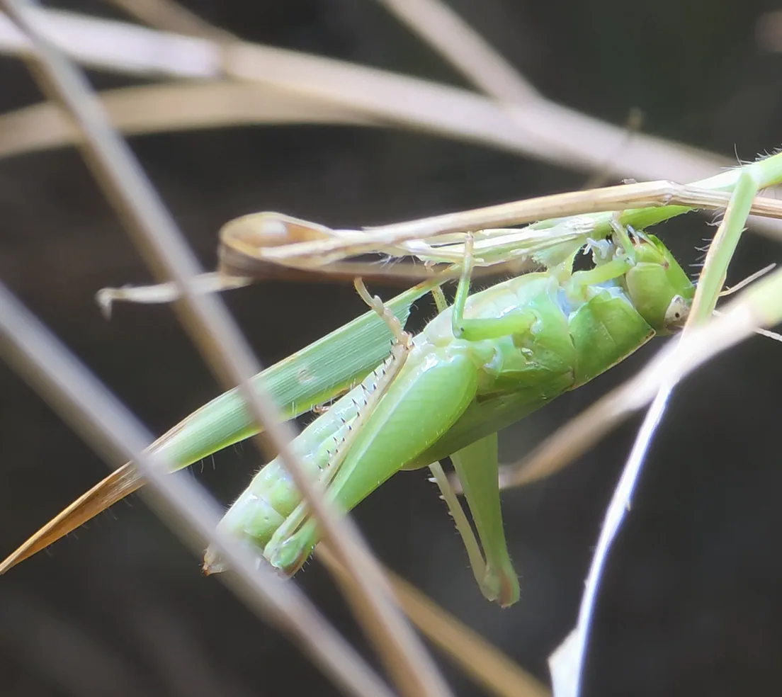 Short-winged Green Grasshopper