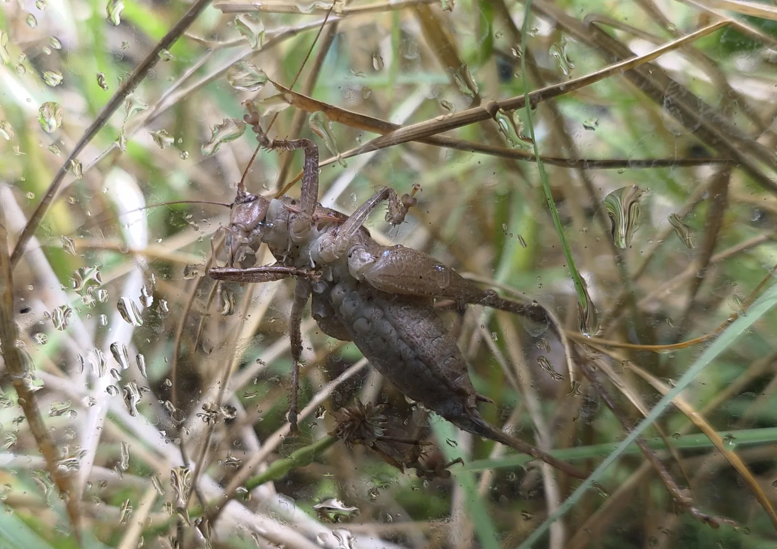 Robust Shieldback