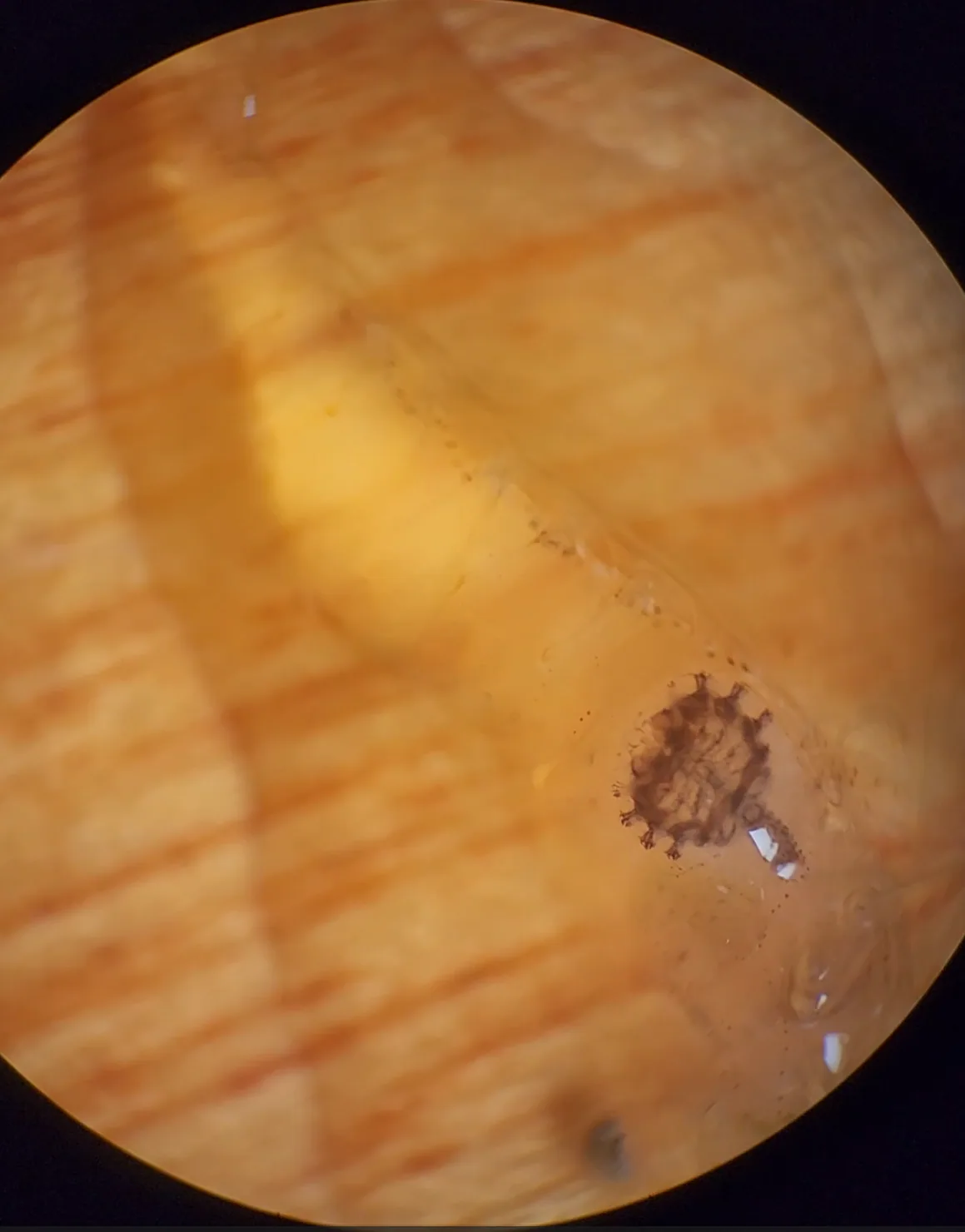 Shrimp Gill Isopod