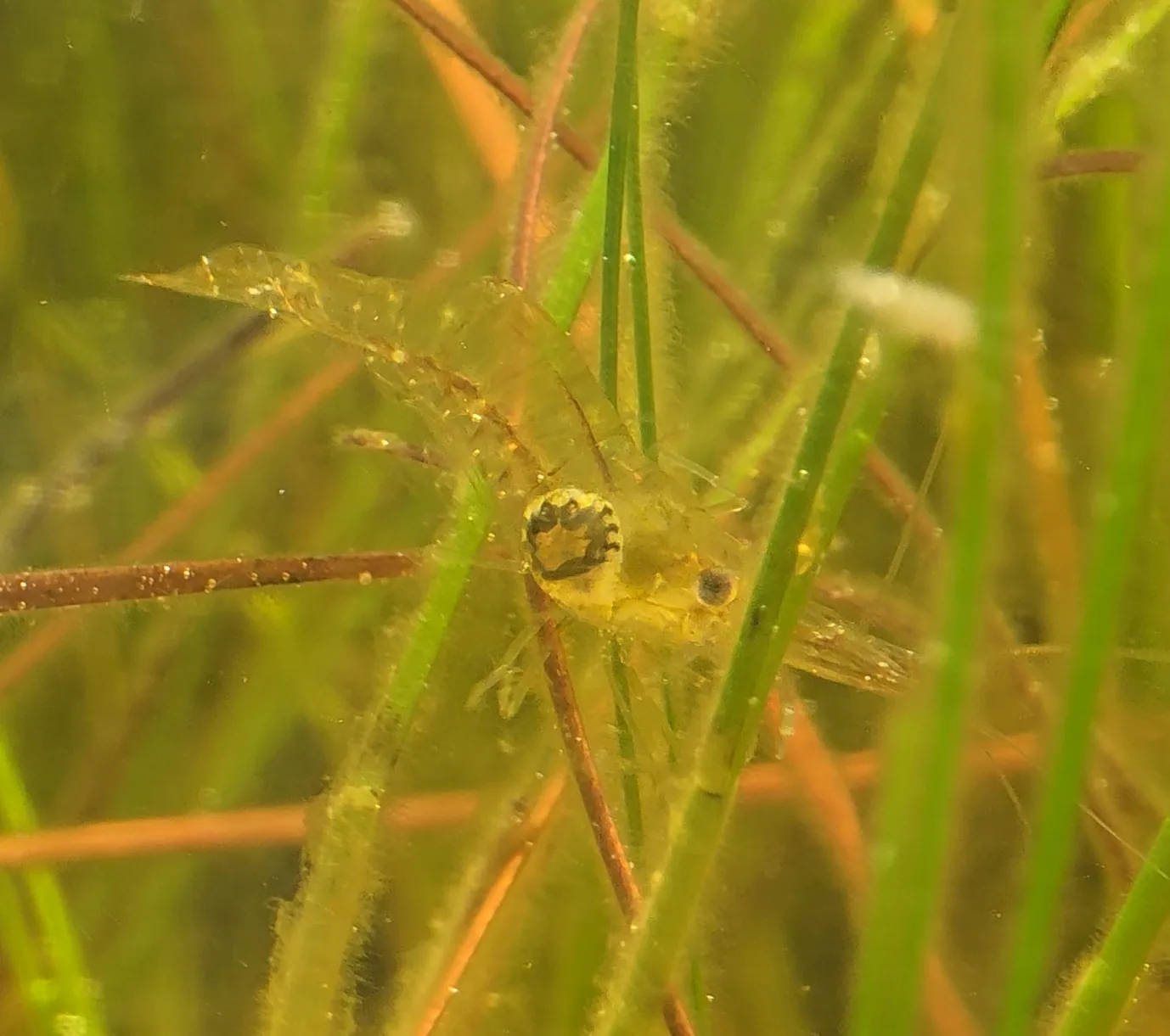 Shrimp Gill Isopod