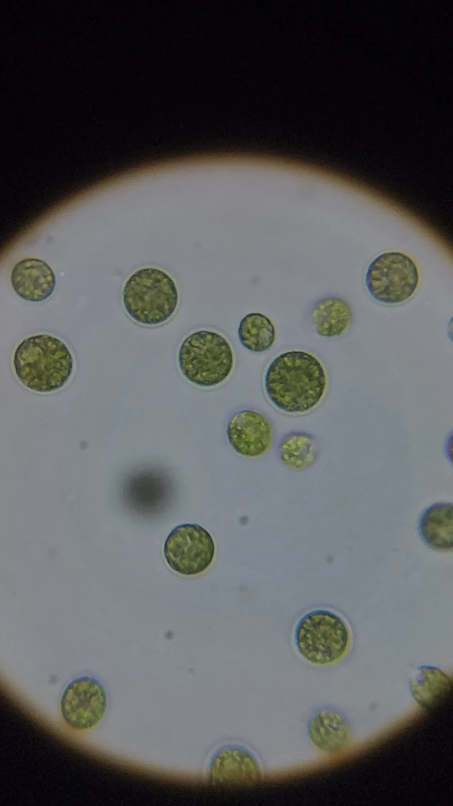 Single-Celled Algae