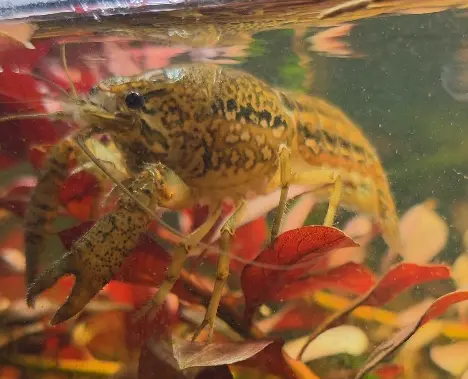 Primary species profile image for Slough Crayfish (Procambarus fallax) in miniBIOTA.