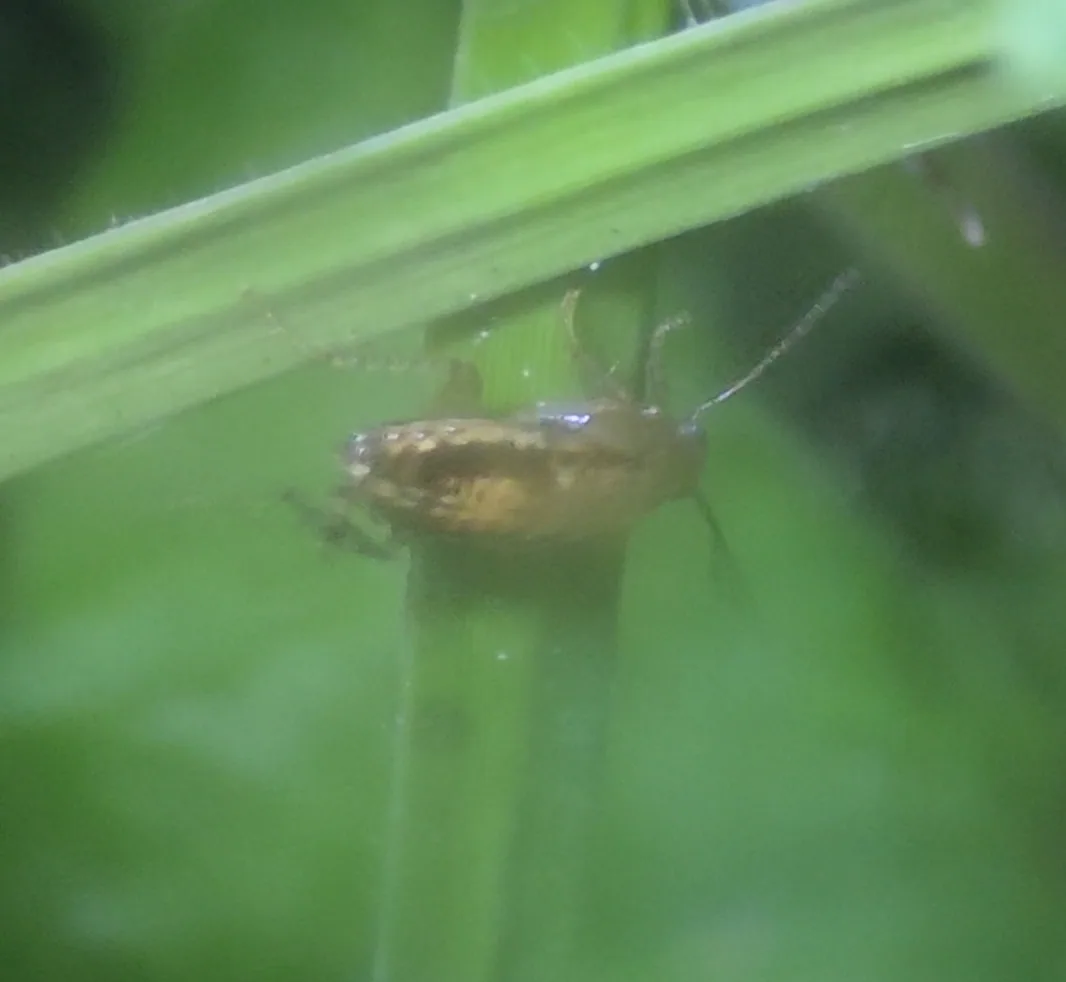 Small Yellow Cockroach