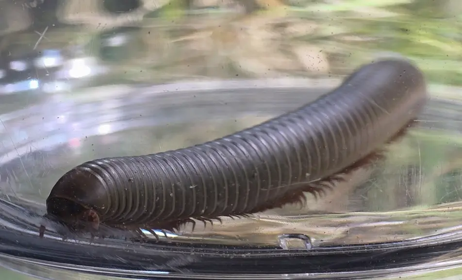 Primary species profile image for Smoky Oak Millipede (Narceus gordanus) in miniBIOTA.