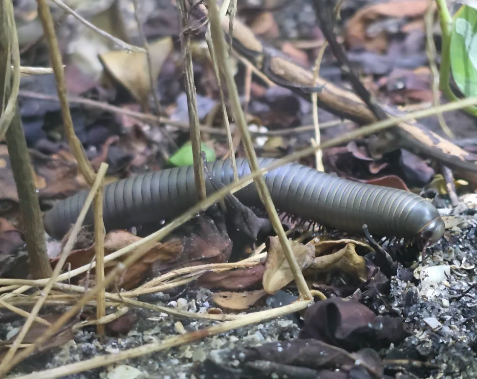 Smoky Oak Millipede