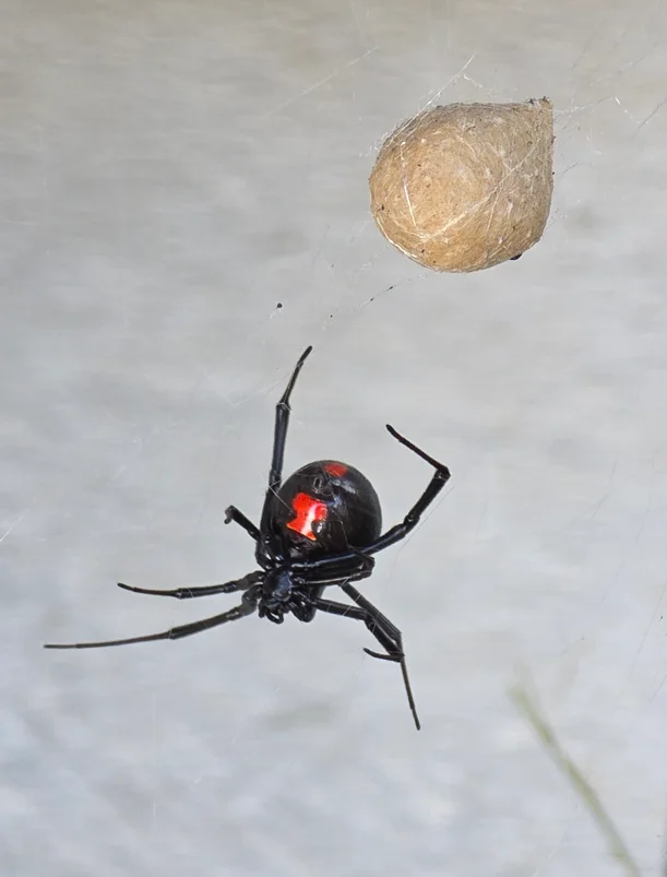 Additional species gallery photo for Southern Black Widow (Latrodectus mactans) in miniBIOTA.