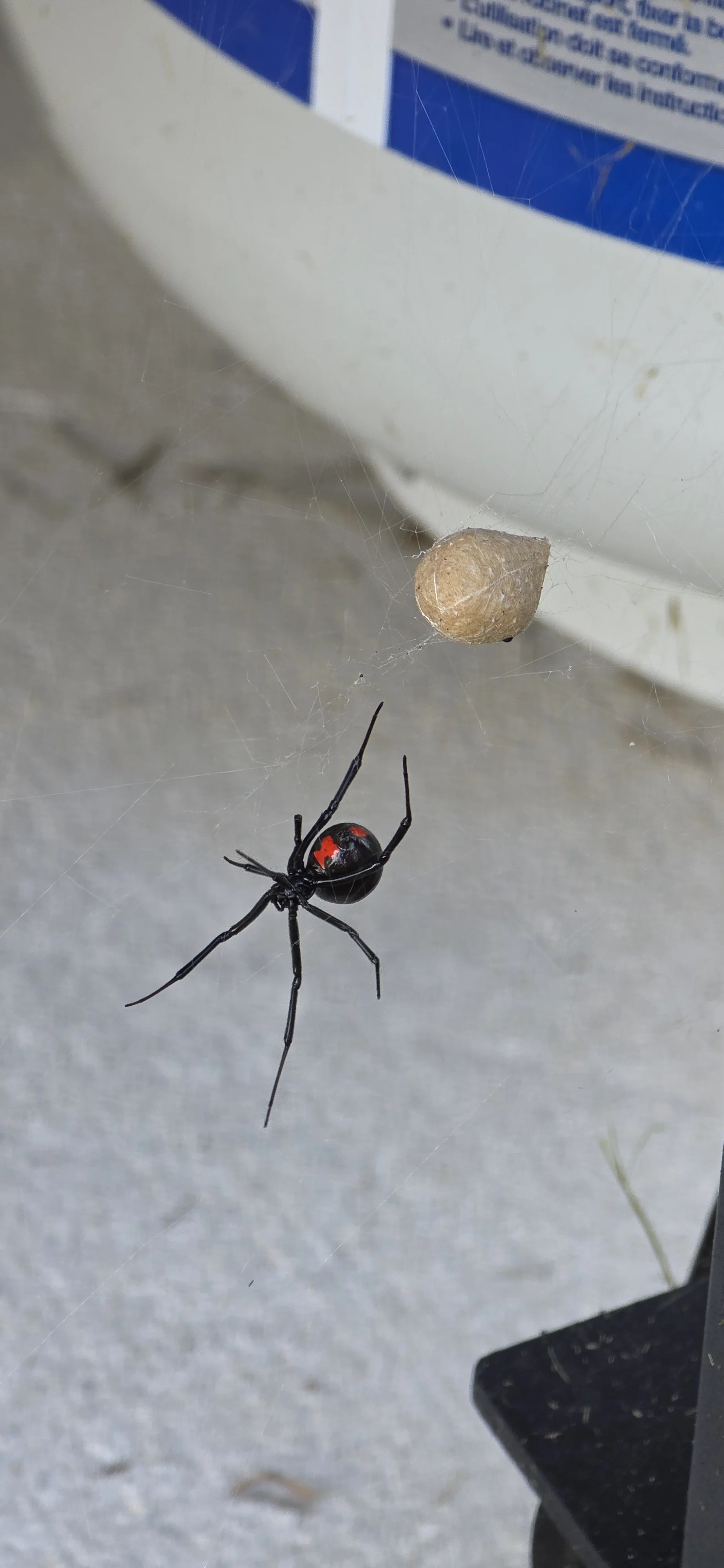 Additional species gallery photo for Southern Black Widow (Latrodectus mactans) in miniBIOTA.