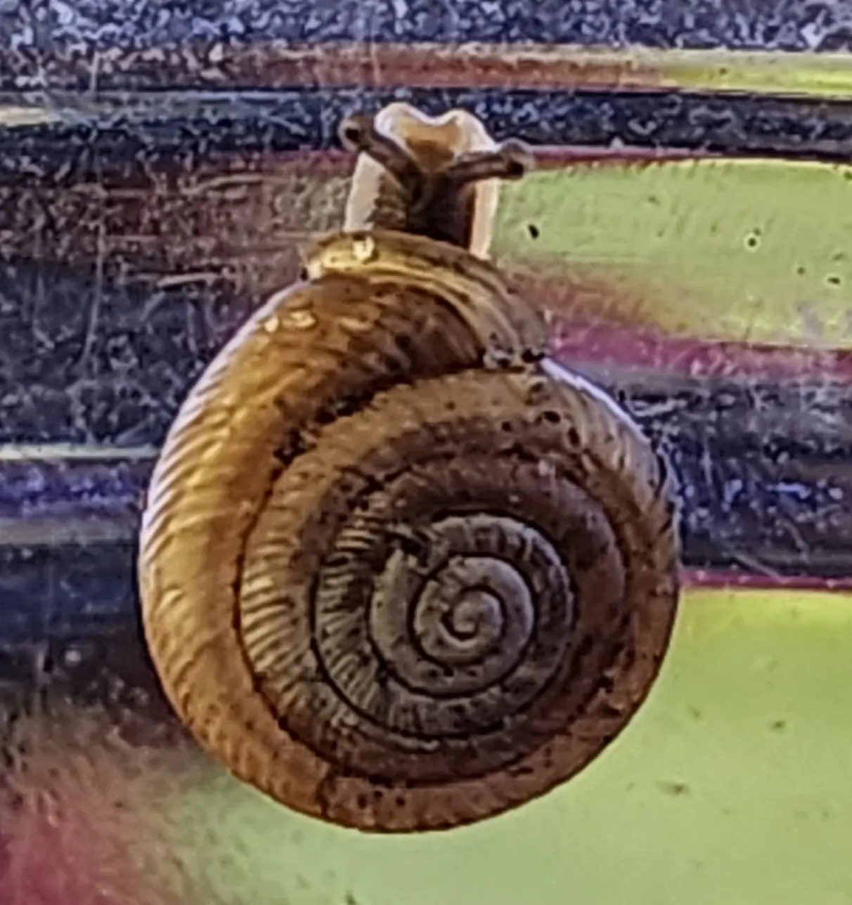 Primary species profile image for Southern Flatcoil (Polygyra cereolus) in miniBIOTA.