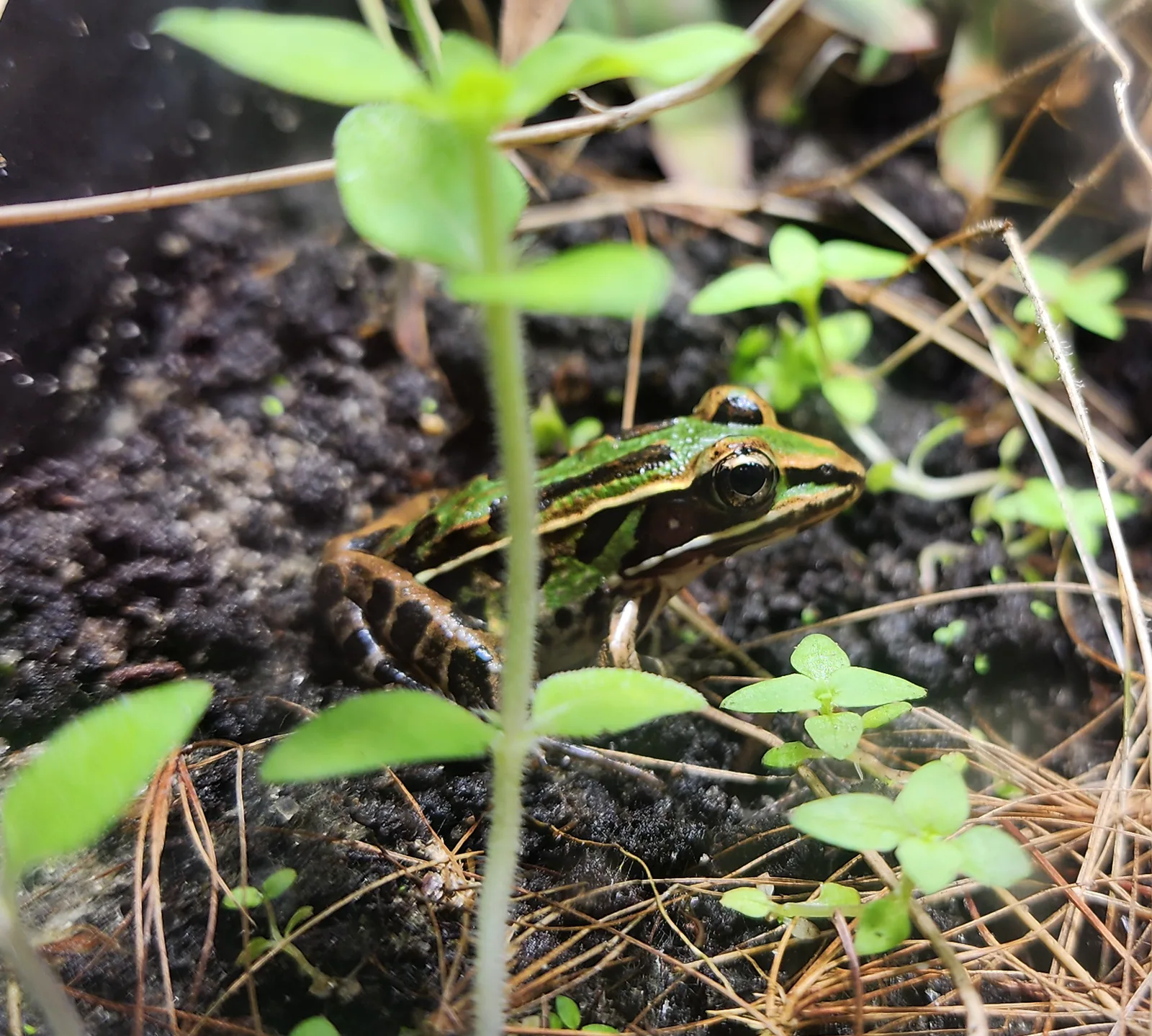 Southern Leopard Frog