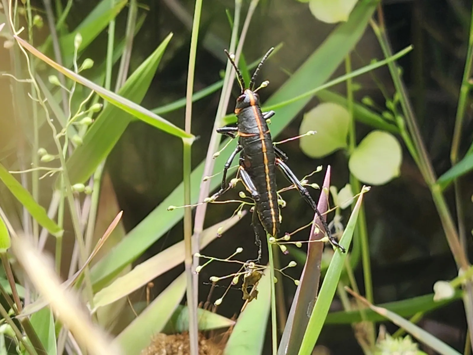 Southern Lubber Grasshopper