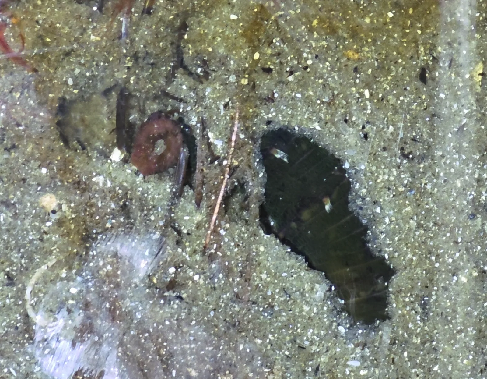 Southern Lugworm