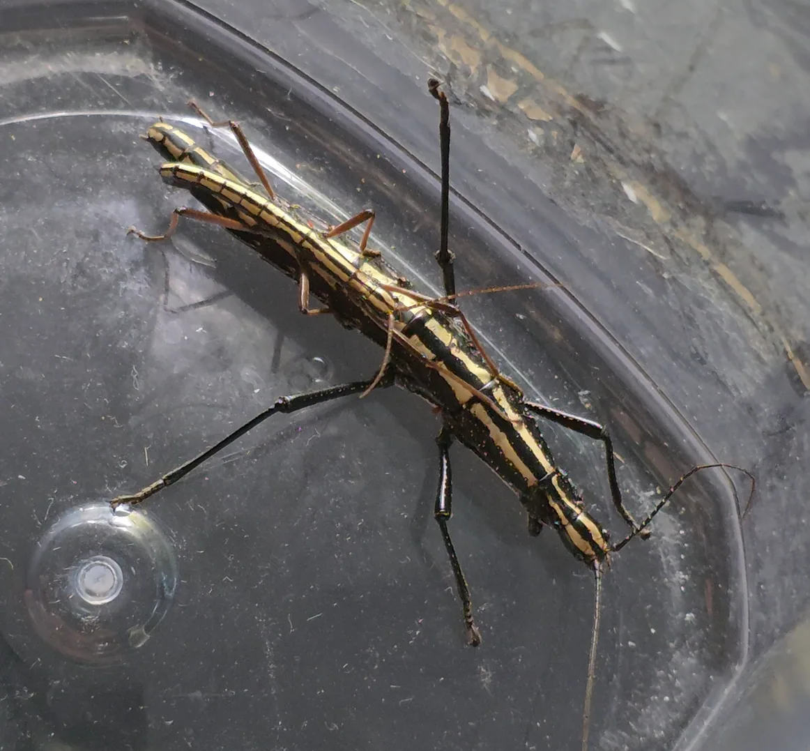 Southern Two-Striped Walkingstick