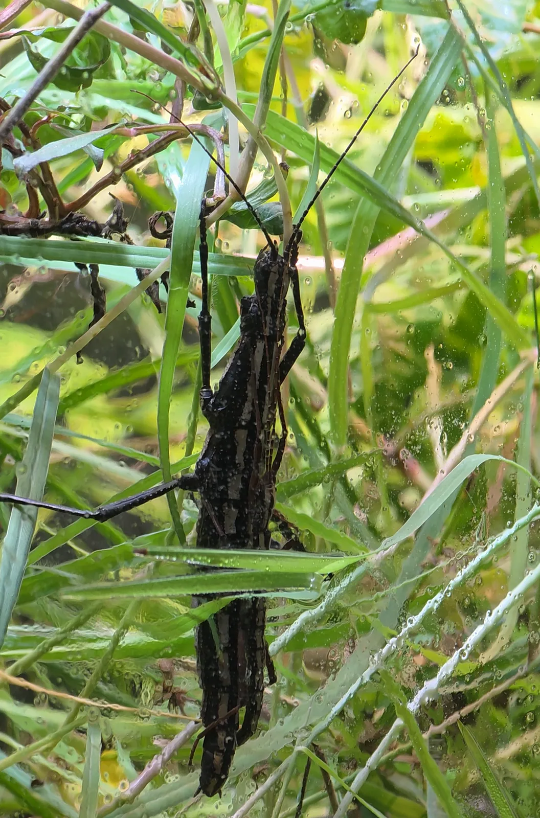 Southern Two-Striped Walkingstick