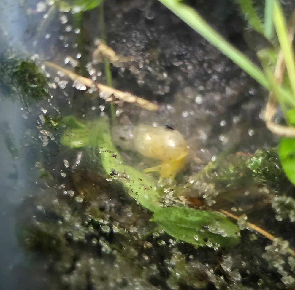 Spike Awlsnail