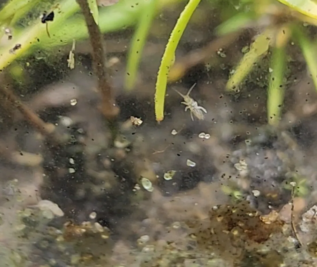Springtail