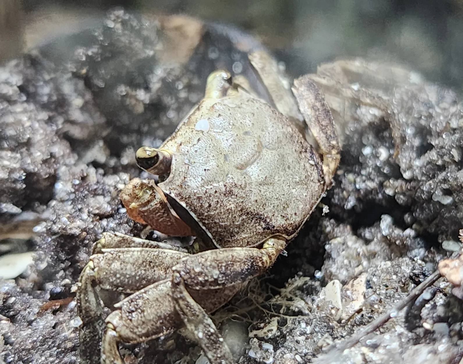 Squareback Marsh Crab
