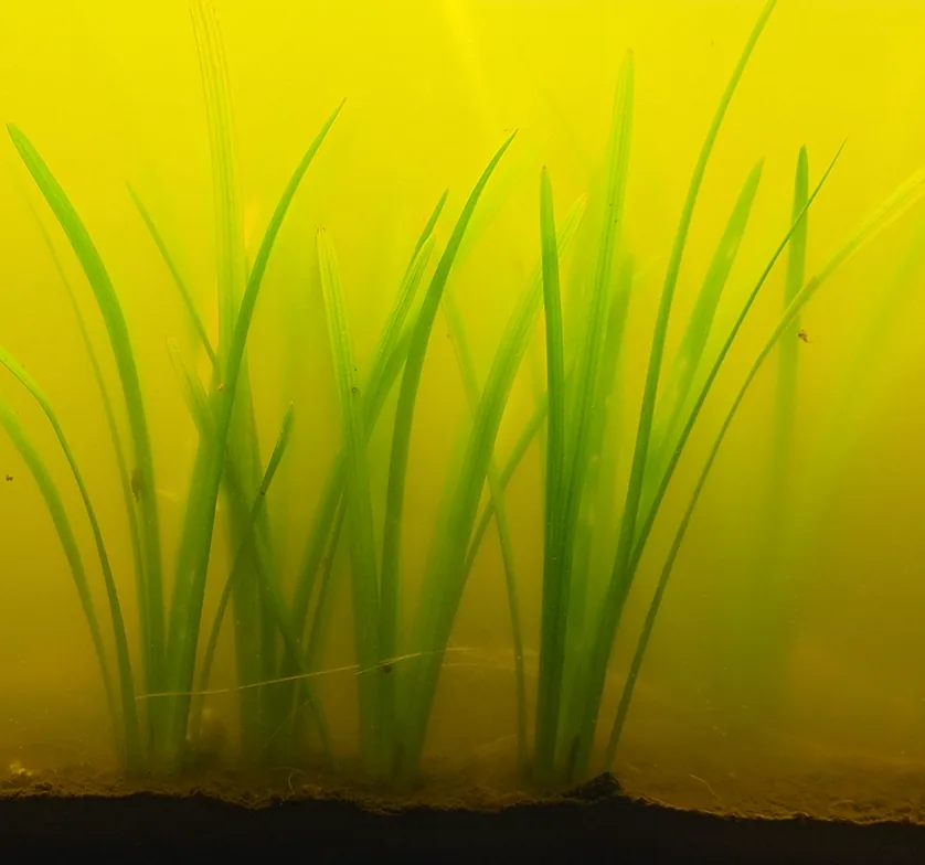 Strap-leaf Sagittaria