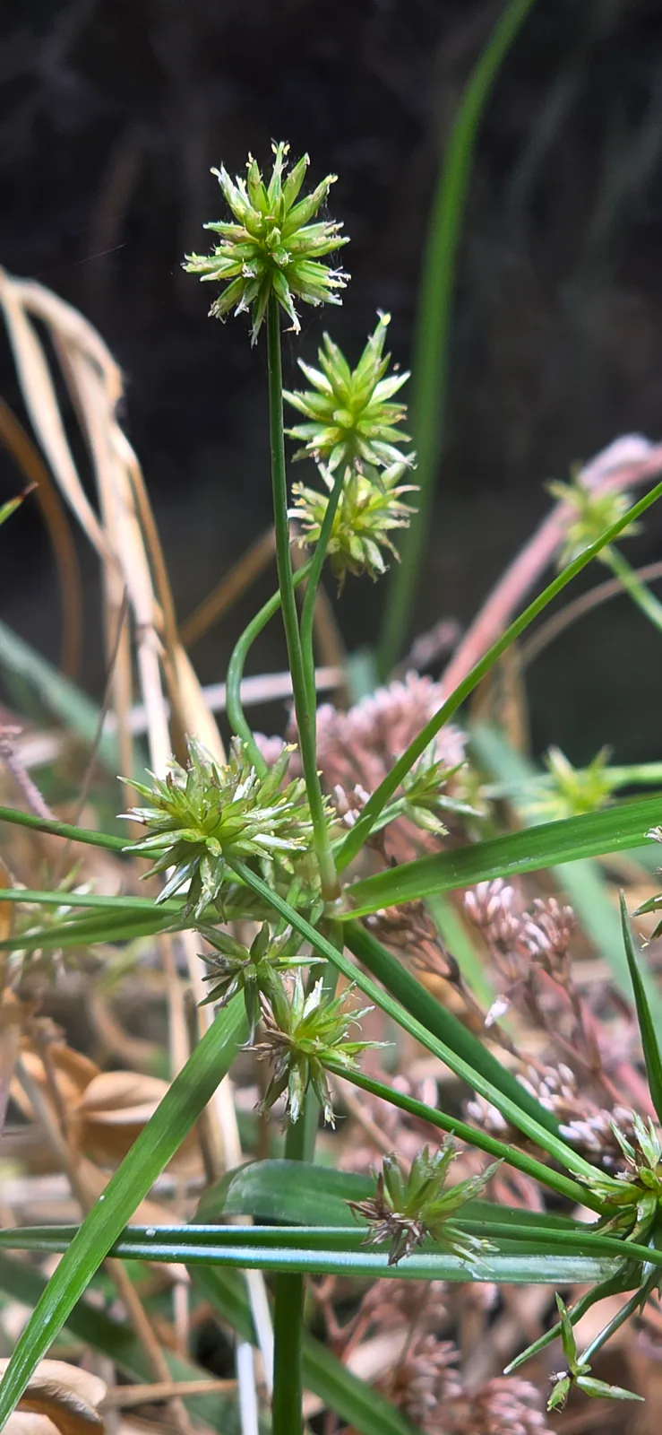 Straw-colored Flatsedge