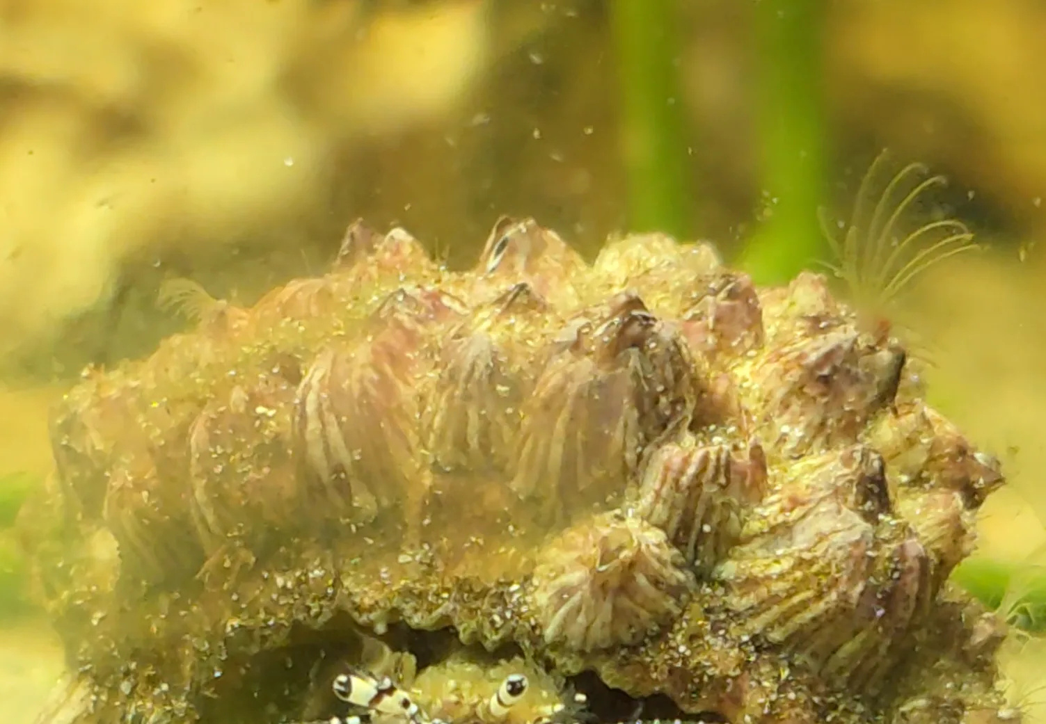 Striped Acorn Barnacle
