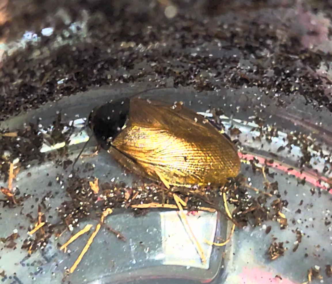 Surinam Cockroach