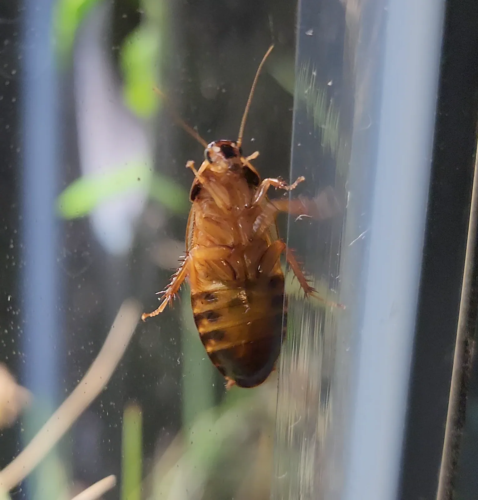 Surinam Cockroach