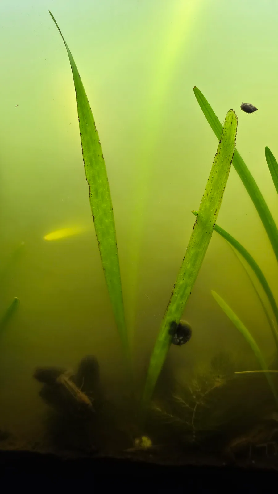 Tapegrass