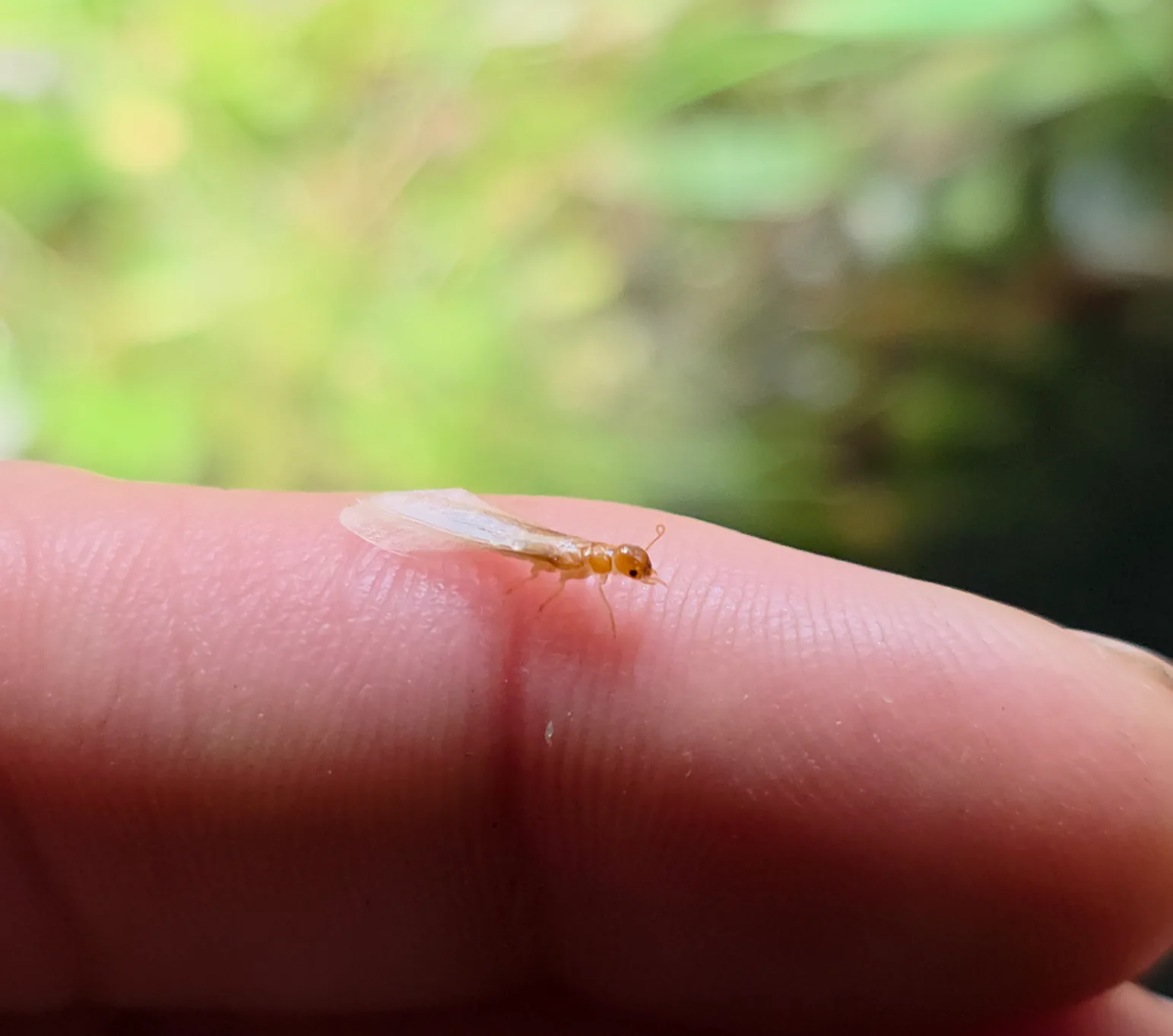 Termite