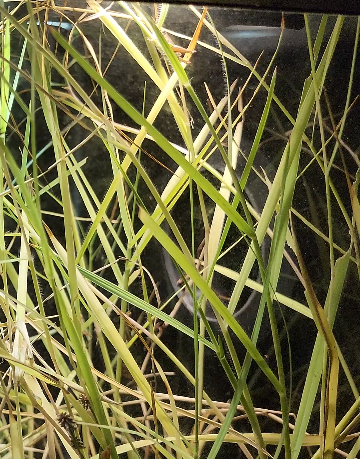 Torpedo Grass
