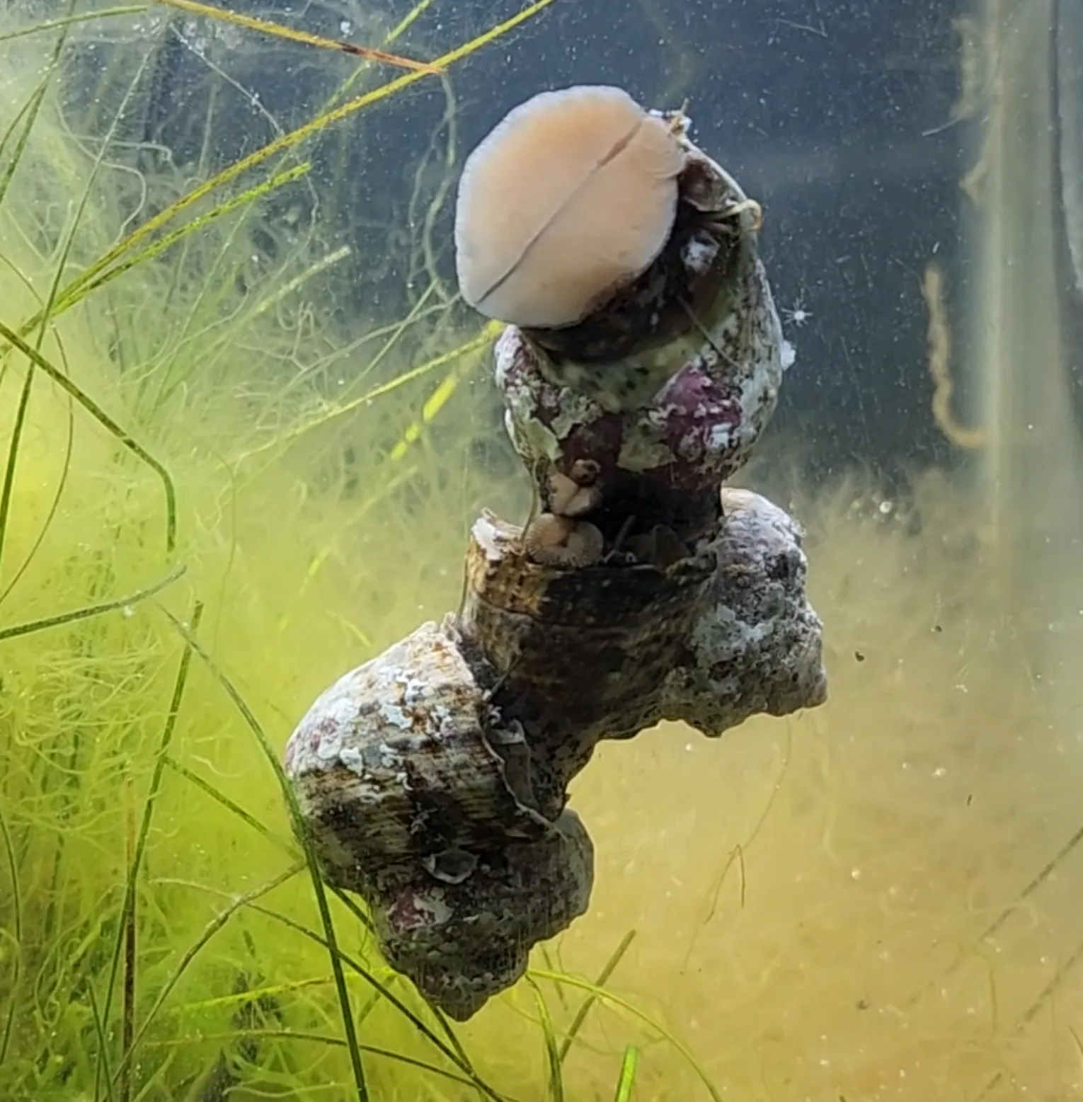 Mexican Turbo Snail