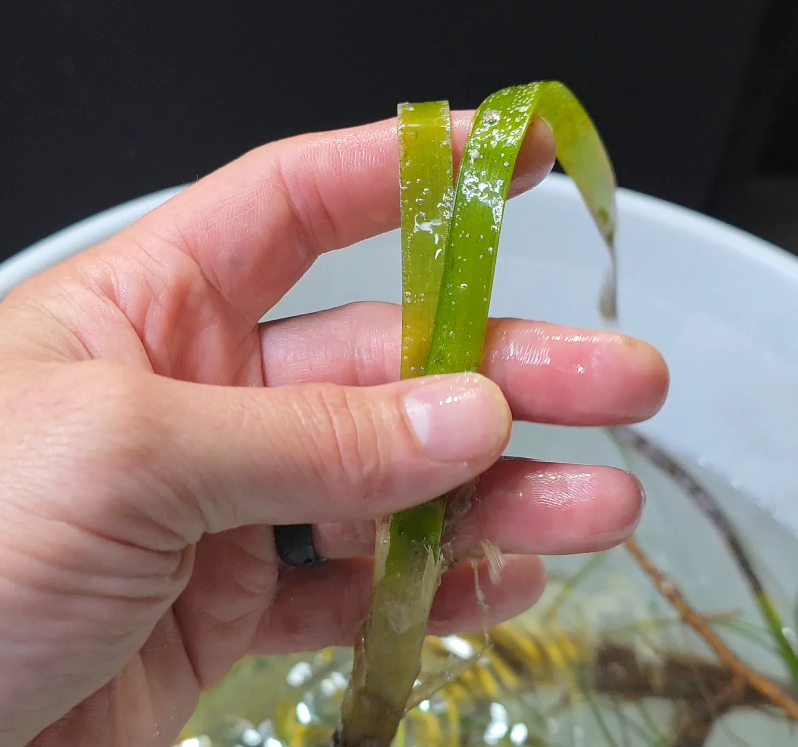 Turtle Grass